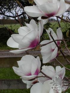 Magnolia x Athene   ลูกผสม Magnolia  
