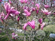 Magnolia x Ann ลูกผสม Magnolia 