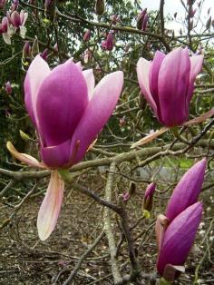 Magnolia  soulangeana Triumphans
