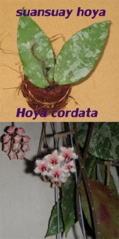 Hoya caudata โฮย่าคูดาต้า ไม้นิ้ว