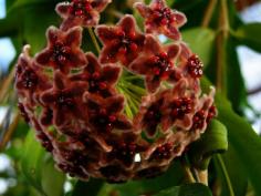 Hoya globulifera 