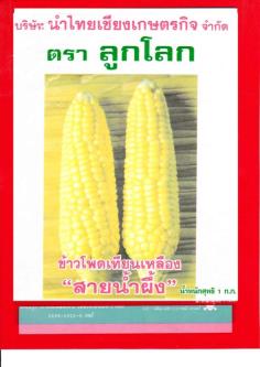 ข้าวโพดเทียนเหลือง-สายน้ำผึ้ง | umkaset - เมืองลำพูน ลำพูน