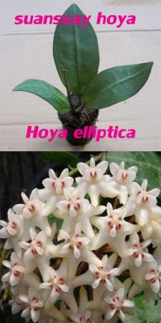  Hoya elliptica โฮย่าอิลิบติก้าโฮย่าหลังเต่า ไม้นิ้ว ไม้รุ่น