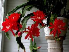 โบตั๋นสีแดง Epiphyllum roter Blattkaktus