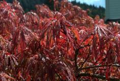 เมเปิ้ลเกาหลี (Acer palmatum)