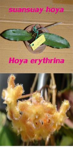 Hoya erythrina โฮย่าอีรีไทรน่า ไม้นิ้ว