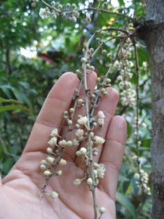 ชำมะเลียงขาวเพาะเมล็ด | สวนในฝัน - เมืองเชียงใหม่ เชียงใหม่