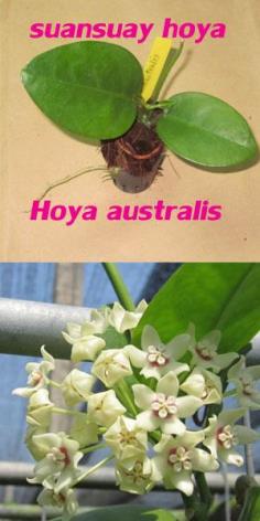 Hoya australis โฮย่าออสเตรลิส ไม้นิ้ว