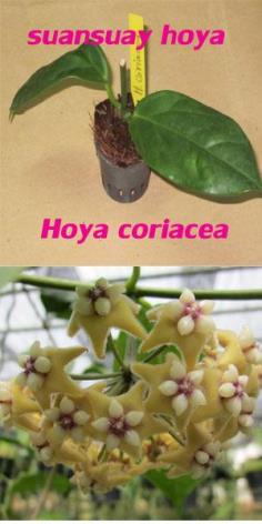 Hoya coriacea โฮย่าคอเรียเซีย ไม้นิ้ว