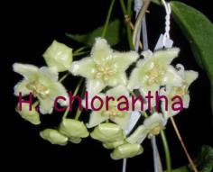 Hoya chlorantha โฮย่าคลอรันทา ไม้นิ้ว