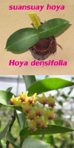 Hoya densifolia โฮย่าเด็นซิโฟเรีย ไม้นิ้ว
