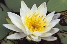 White Waterlily