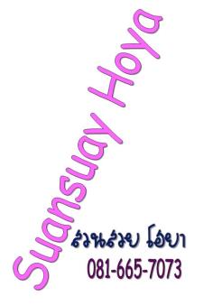 Hoya finlaysonii ลักษณะใบ จะคล้ายช้อน ไม้นิ้ว