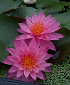 Pink Waterlily