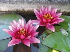 มอบพันธุ์บัว ไม้มงคลไทย ให้เป็นของขวัญกันนะครับ