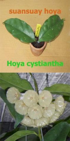 Hoya cystiantha โฮย่าคริสเทียนต้า โฮย่ากะโปรง ไม้นิ้ว