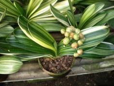 ว่านสิบแสนด่าง Clivia variegated | ณัฐนรี การ์เด้นท์ - เหนือคลอง กระบี่