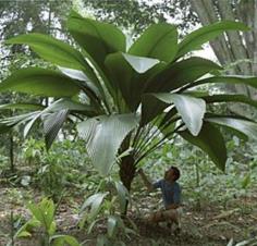 บังสูรย์มีลำต้นJohannesteijsmannia perakensis