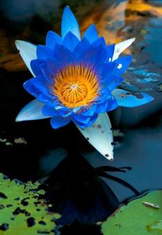 บัวสีฟ้า Blue Lotus