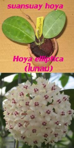 Hoya elliptica  (ใบกลม) โฮย่าหลังเต่าใบกลม ไม้นิ้ว