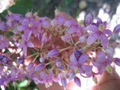 Ardisia pyramidalis (Cav.) Pers ไม้นอกน่าปลูก