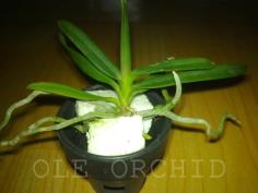 ไม้นิ้วเข็มเวียดนามผสมกับเข็มม่วง( ต้นลูก) | OLE Orchid - เมืองนครปฐม นครปฐม