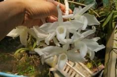 Dendrobium  anosmum alba