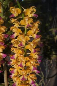 Aerides houlletiana กุหลาบเหลืองโคราชไม้คัดฟอร์มไซส์ใหญ่ๆ