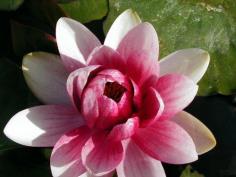 Pink waterlily