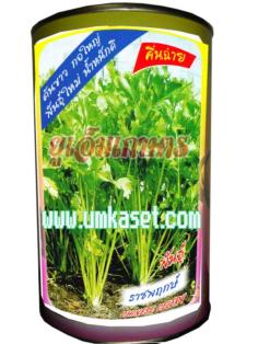 เมล็ดพันธุ์ผักคื่นฉ่าย (chinese celery) | umkaset - เมืองลำพูน ลำพูน