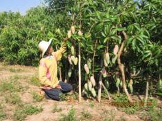 มะม่วงมหาชนก | บ้านไร่ปลายน้ำ - หนองกุงศรี กาฬสินธุ์