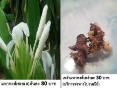 ว่านมหาหงส์  | D&T Garden - เมืองปราจีนบุรี ปราจีนบุรี