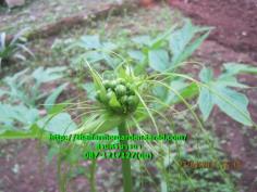 ท้าวยายม่อม( หัว ) Tacca leontopetaloides 