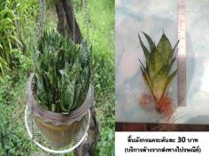 ลิ้นมังกรแคระ | D&T Garden - เมืองปราจีนบุรี ปราจีนบุรี