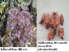 ผีเสื้อราตรี | D&T Garden - เมืองปราจีนบุรี ปราจีนบุรี