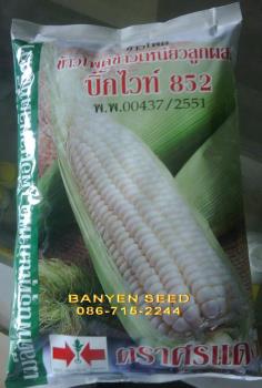 ข้าวโพดข้าวเหนียวลูกผสม บิ๊กไวท์ 852 | บานเย็น เมล็ดพันธุ์ - เมืองชลบุรี ชลบุรี