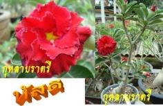 กุหลาบราตรี