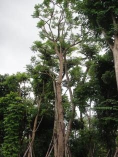 ปีบ | สวนทวี - เมืองปราจีนบุรี ปราจีนบุรี