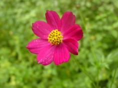 เมล็ด ดาวกระจายสีชมพูแป๊ด ( COSMOS)