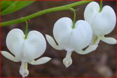 Bleeding Hearts ต้นหัวใจสีขาว 