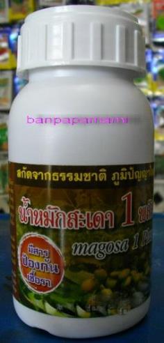 สะเดาน้ำ มีสารป้องกันเชื้อรา Neem | บ้านป่าป๊า & หม่ามี๊ - บางบัวทอง นนทบุรี