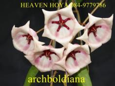 Hoya archboldiana
