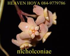 Hoya neo-ebudica
