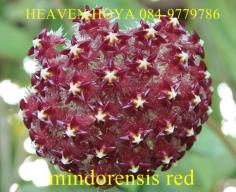 Hoya mindorensis Red