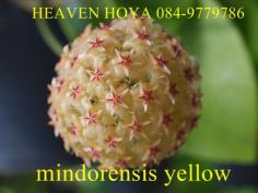 Hoya mindorensis sweet yellow