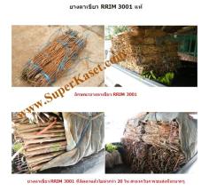 ยางพารา RRIM 3001 