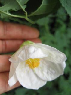 ชบาโคมดอกสีขาว