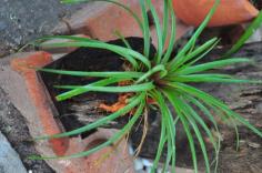 สับปะรดสี tillandsia cyanea lind.