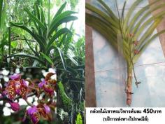 กล้วยไม้เขาพระวิหาร(บริการส่งทางไปรษณีย์) | D&T Garden - เมืองปราจีนบุรี ปราจีนบุรี