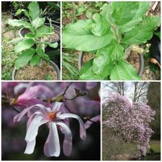 Magnolia loebneri "Leonard Messel"